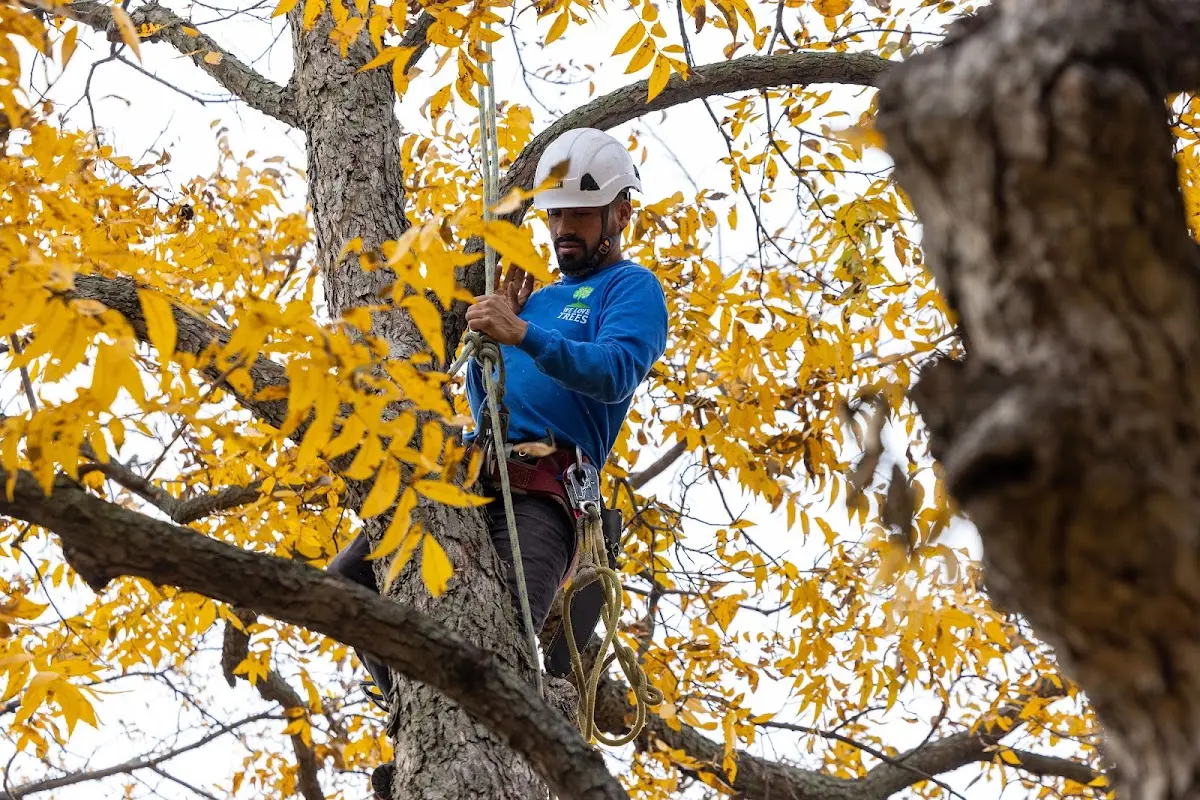 Skilled Tree Trimming crew working in Basalt