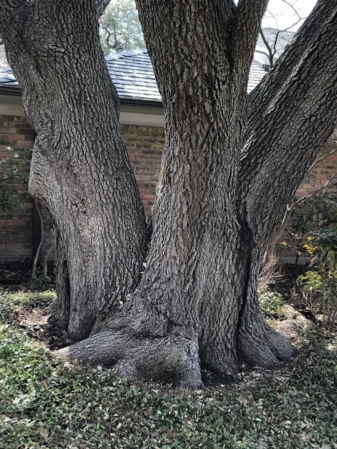 Mature heritage tree close to a Basalt property cared for by certified arborists